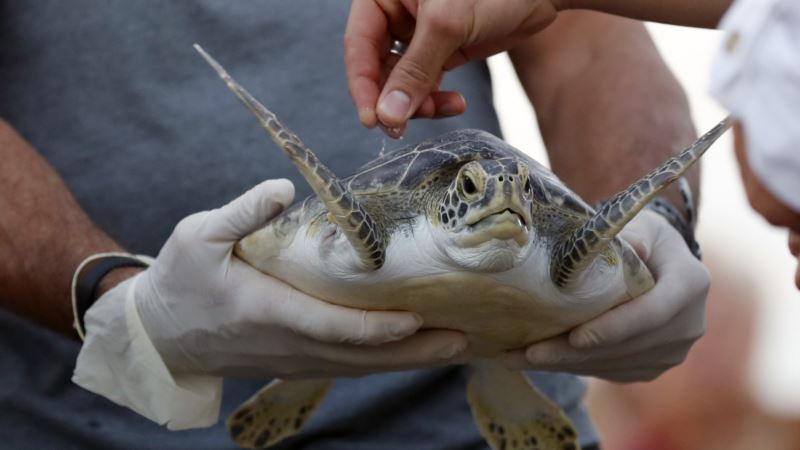 Sea Turtle Carries Oceanographer’s Ashes Out to Sea