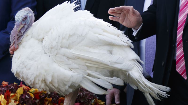 Poll: 1 in 3 Americans Dreads Political Talk at Thanksgiving
