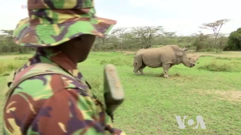 Technology Helps Save Endangered Species in Africa