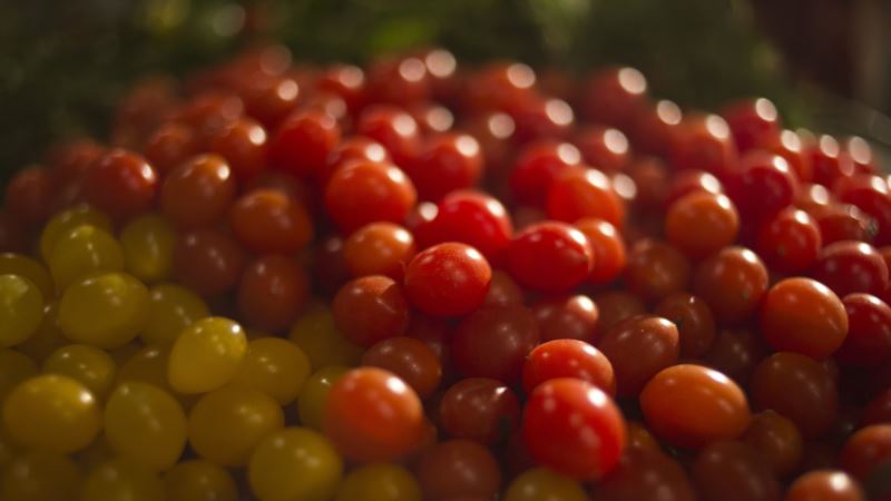 Israeli Company Says it Has Produced Tiniest Cherry Tomato