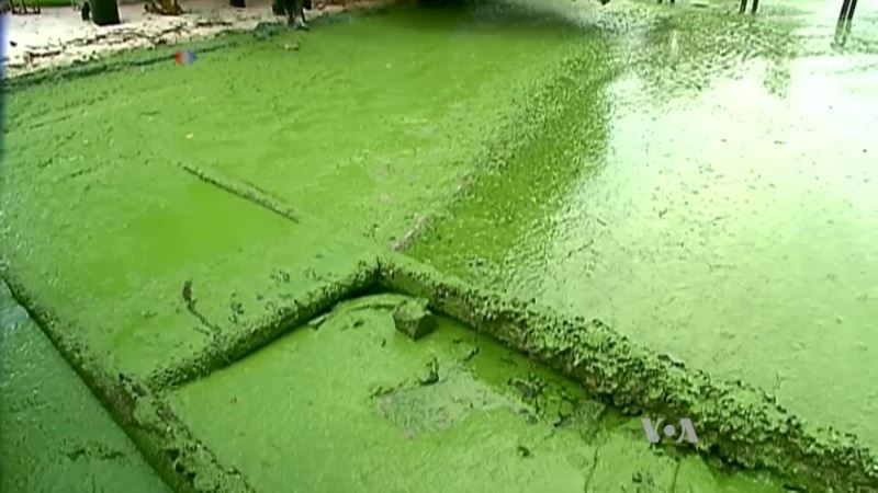 Researchers Harness the Power of Algae to Generate Really Green Energy