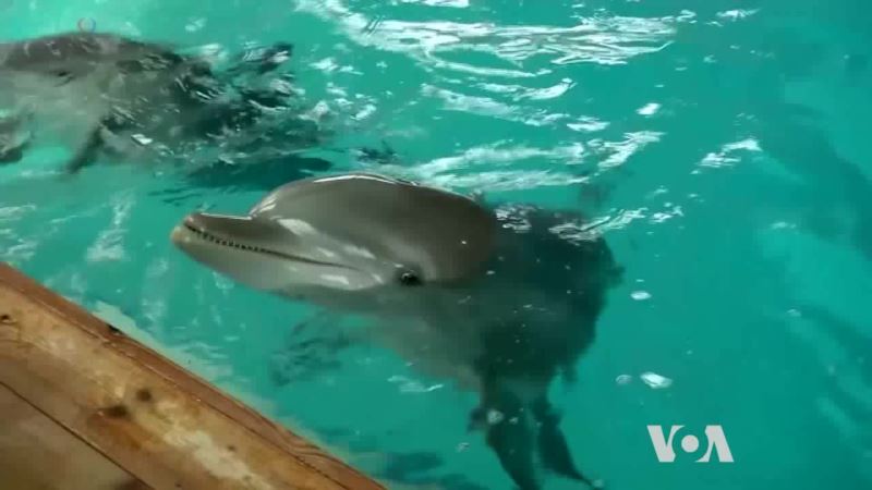 Scientists Try to Crack Dolphins’ Language