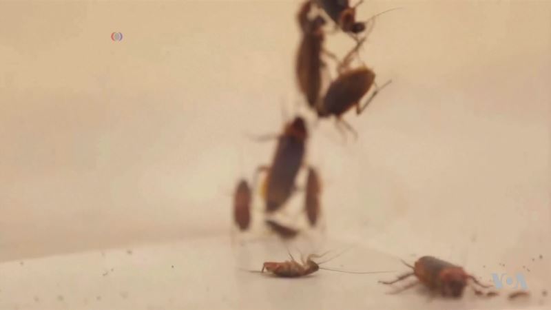 Crash-Test Cockroaches Inspire Wall-Climbing Robot