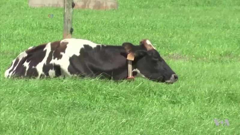 Farmers Go High-Tech to Monitor Their Cows