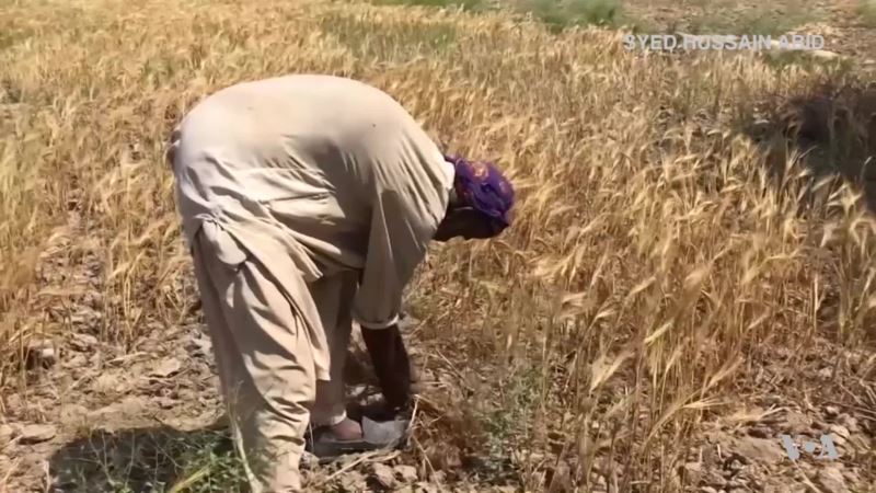 Pakistani Engineer Turns Straw Waste Into Fuel