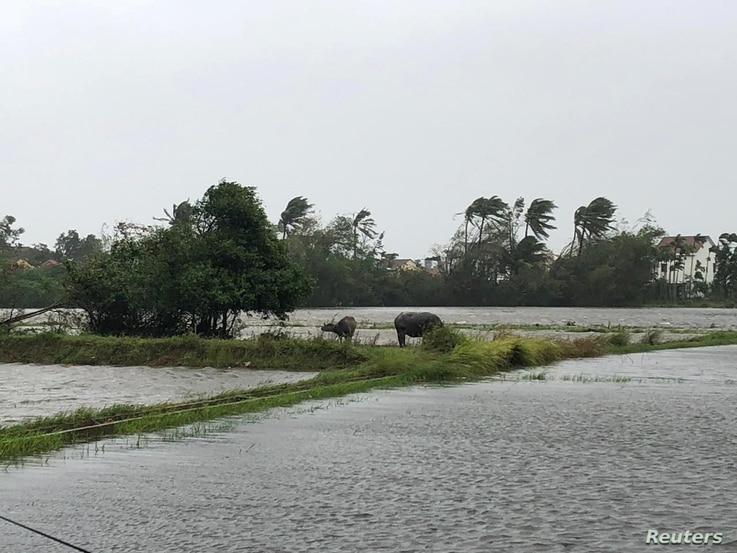 Cattle stand in a flooded field as Typhoon Molave sweeps through Hoi An, Vietnam October 28, 2020 in this image obtained from…