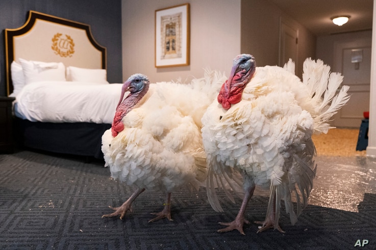 Two turkeys who will attend the annual presidential pardon, strut their stuff inside their hotel room at the Willard Hotel,…