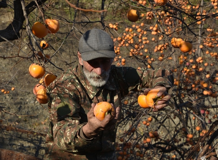 A man harvests persimmons in his garden in Stepanakert, capital of the Nagorno-Karabakh region, on November 24, 2020, after…
