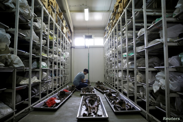 FILE - A forensic anthropologist of the International Commission on Missing Persons (ICMP) works to identify the remains of a victim of the Srebrenica massacre, at the ICMP center near Tuzla, Bosnia and Herzegovina, July 6, 2016.