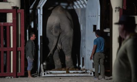 ‘World’s Loneliest Elephant’ Arrives in Cambodia to Start New Life 