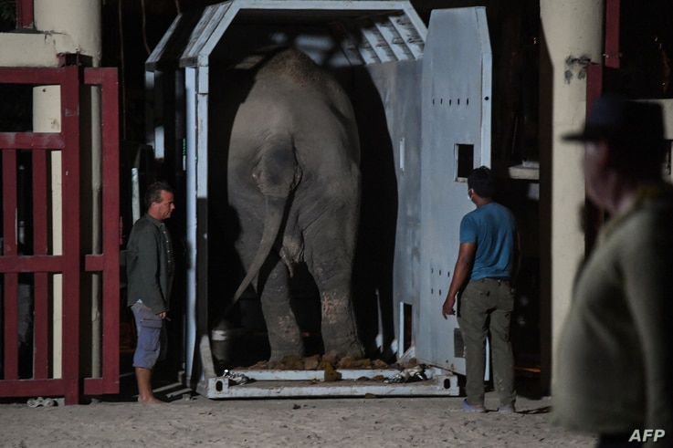 ‘World’s Loneliest Elephant’ Arrives in Cambodia to Start New Life 