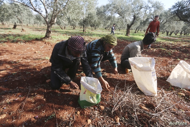 Farmers pick olives during the harvest season in the western province of Idlib, Syria November 19, 2015. REUTERS/Ammar Abdullah