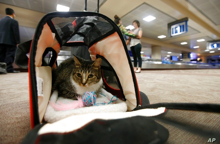 FILE - In this Sept. 20, 2017, file photo Oscar the cat, who is not a service animal, sits in his carry on travel bag after…