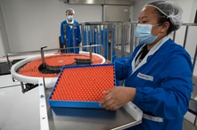 FILE - A worker feeds vials for production of SARS CoV-2 Vaccine for COVID-19.
