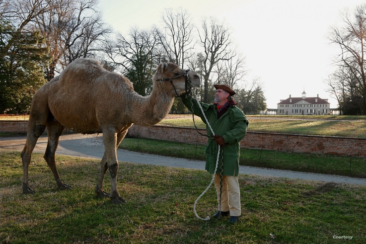Aladdin the Christmas camel with Tom Plott, who portrays President Washington's farm manager.