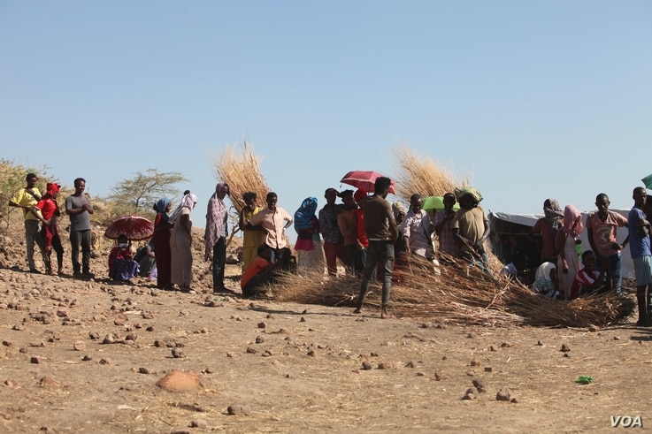 2372: Ethiopian refugees collect materials to make huts and awnings on Dec. 10, 2020 in the Um Rakouba camp in Sudan. (VOA/ Mohaned Bilal)
