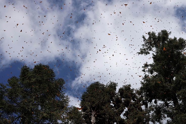 Monarch butterflies fly between trees at the Sierra Chincua butterfly sanctuary on a mountain in the Mexican state of Michoacan…