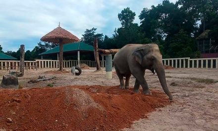 After Arriving in Cambodia, Kaavan No Longer World’s ‘Loneliest’ Elephant