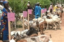 Goats are being distributed in Maroua, Cameroon, July 11, 2019, as part of an empowerment initiative designed to prevent locals from being recruited by Boko Haram militants. (M. Kindzeka/VOA)