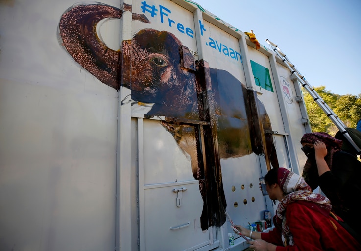 Volunteers paint an image of an elephant named 