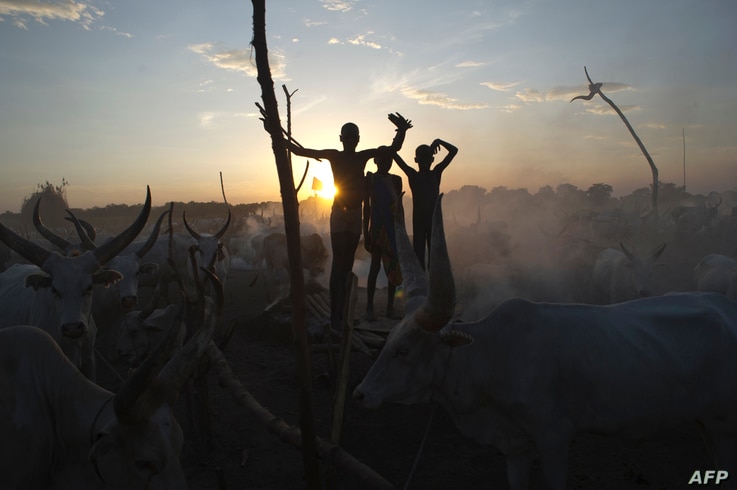 South Sudanese cattle herders stand among their animals in a field in Terekeka, in the Central Equatoria state of South Sudan,…