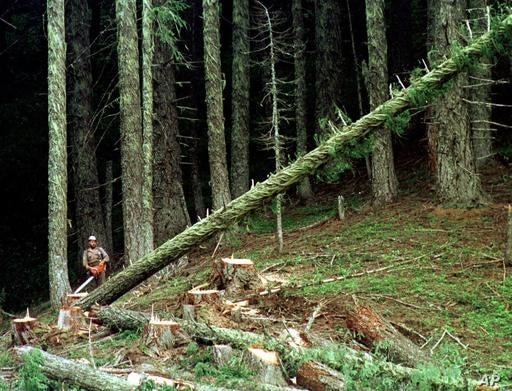 FILE - In this undated file photo, a large fir tree heads to the forest floor after it is cut by an unidentified logger in the…